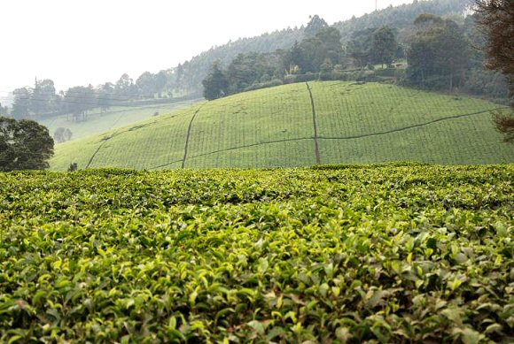 Plantation de thé au Kenya.