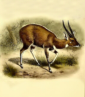 Guib harnach (Sylvaticus).