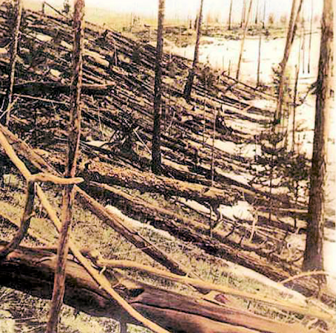 Forêt de la Tunguska après l'événement de 1908.