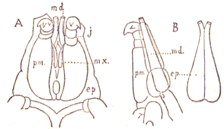 Acarien : Demodex follicularum.