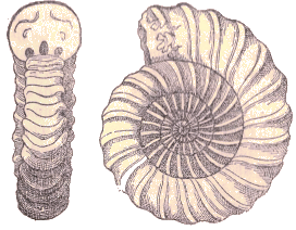 Ammonite.