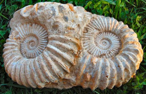 Ammonites fossiles.