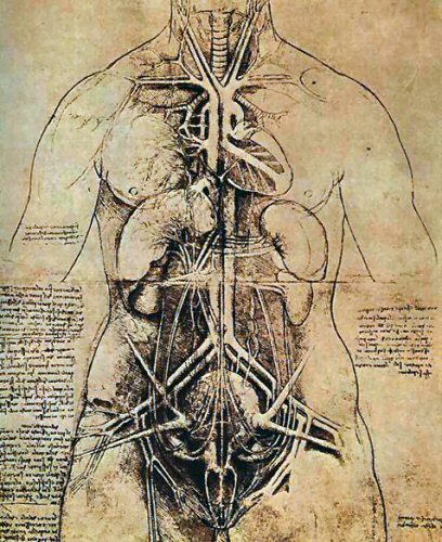 Vinci : planche anatomique.