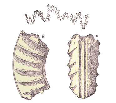 Ammonite : Arietites bifurcatus.