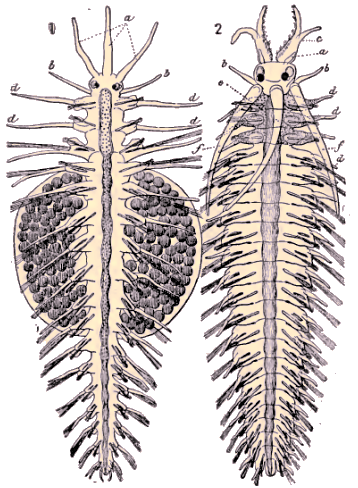 Autolycus prolifer (mle et femelle).