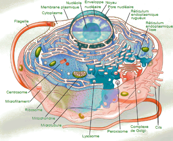 Cellule eucaryote.