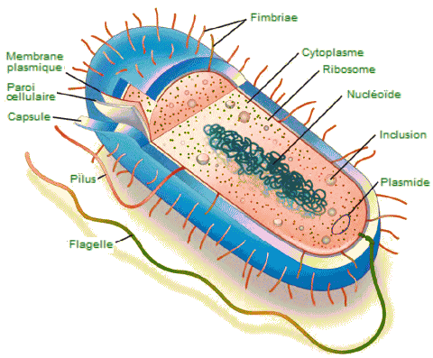 Cellule procaryote.