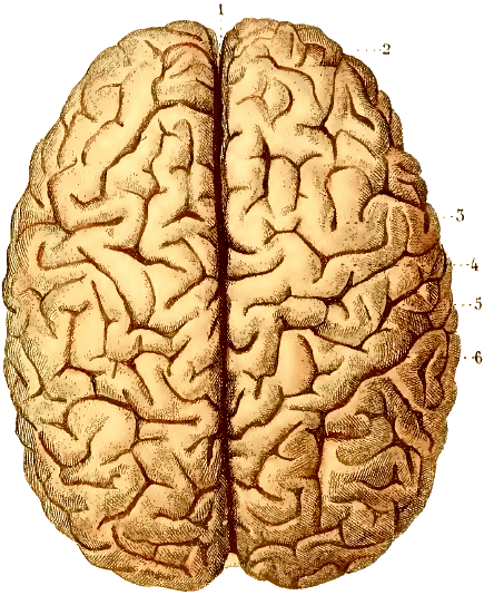 Cerveau humain.
