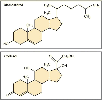 Stéroïdes : cholestérol et cortisol.