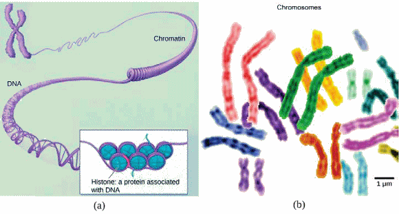 Chromatine et chromosomes.