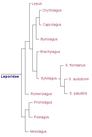 Cladogramme des Léporidés.
