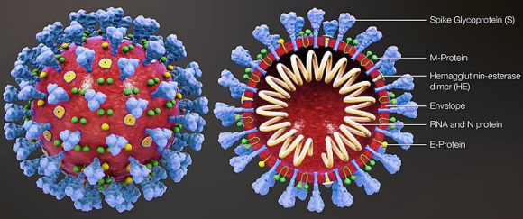 Modèle 3D du Sars-cov2, virus du covid-19.