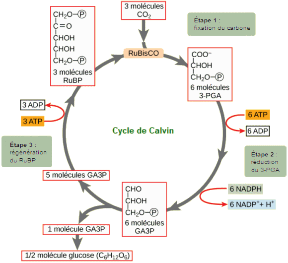 Cycle de Calvin.