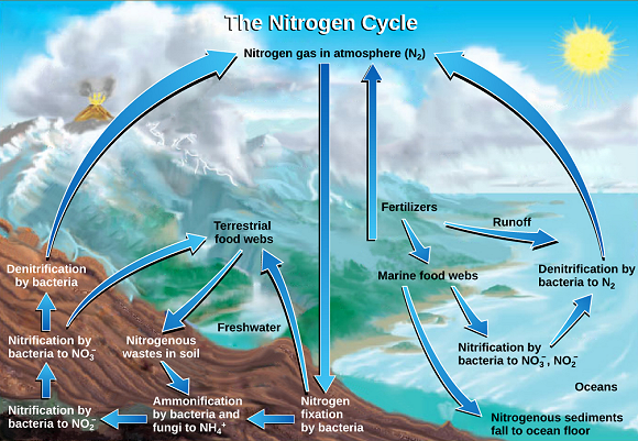 Le cycle de l'azote.