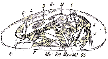 schma d'un ostracode (Cypris).