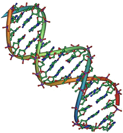 Double hlice de l'ADN.