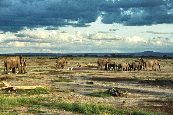 Elphants du Kenya (Amboseli)