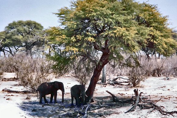 Elphants du Botswana.