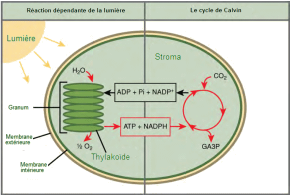 Les deux étapes de la photosynthèse.
