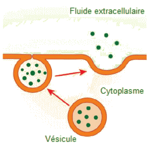 Exocytose.