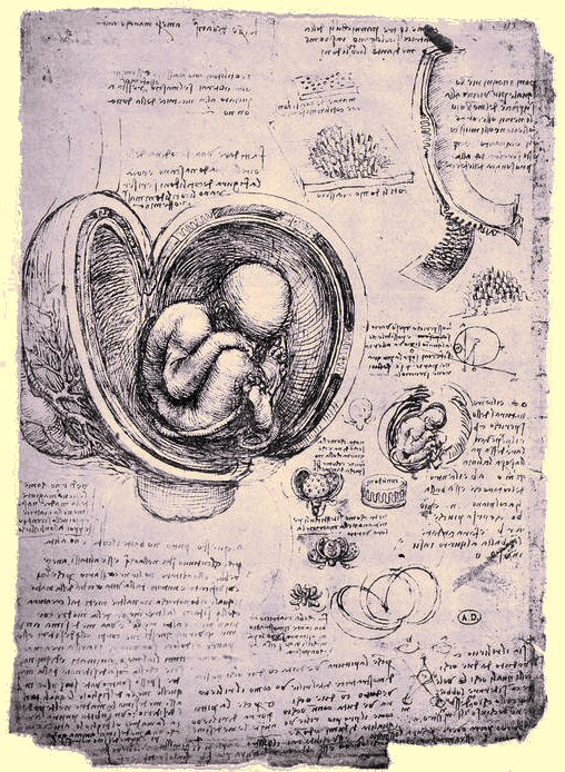 Foetus humain.