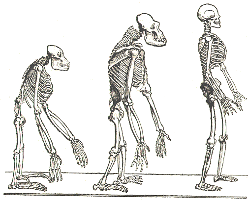 squelettes d'hominoïdes.