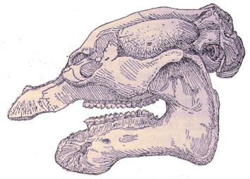 Crâne de lamantin.