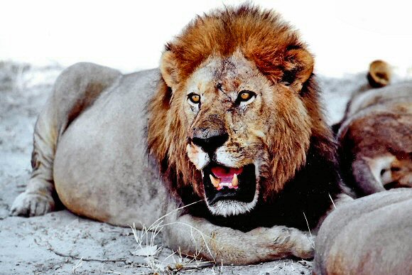 Lion du Botswana.