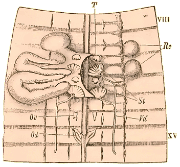 Organes gnitaux du Lombric.