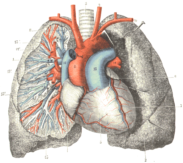 Le coeur et les poumons.