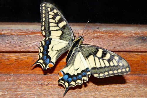 Papillon : machaon.