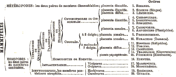 Classification des mammifres, par Milne-Edwards.