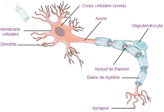Neurone.
