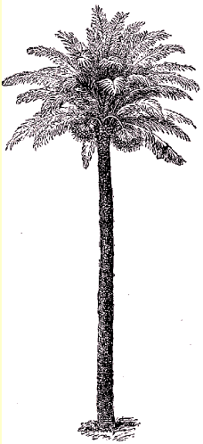 Palmier dattier (Phoenix dactylifera).