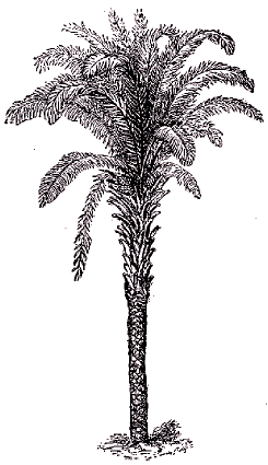 Palmier à huile (Elaeis guineensis).