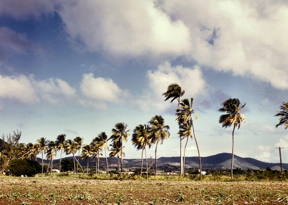Palmiers aux îles Vierges.