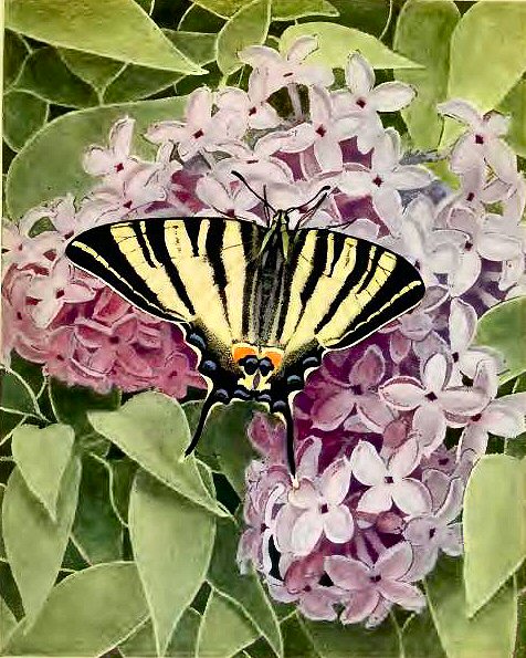 Flamb - Papilio podalirius.