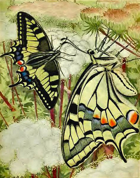 Machaon - Papilio machaon.