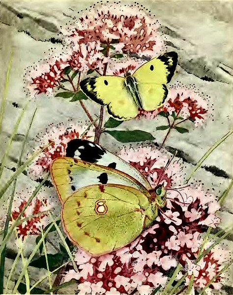 Soufr - Colias hyale.