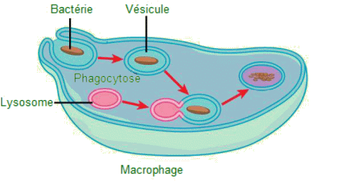 Phagocytose d'une bactérie par un macrophage.