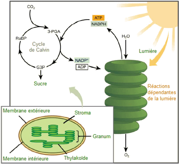 Photosynthèse : réactions dépendantes de la lumière.