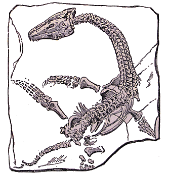 Plésiosaure.