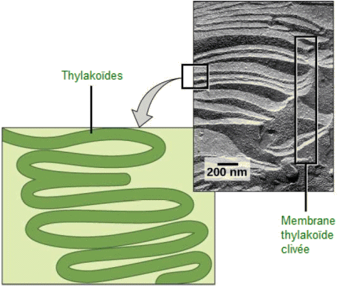 Photosynthèse chez un procaryote.