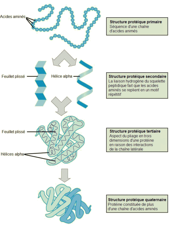 Structures des protéines.