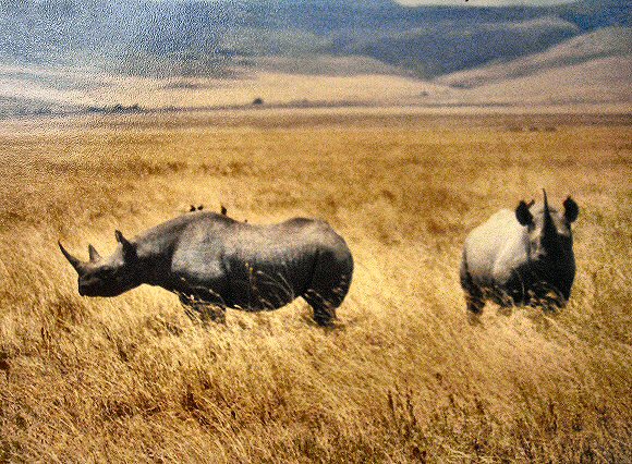 Rhinocéros.