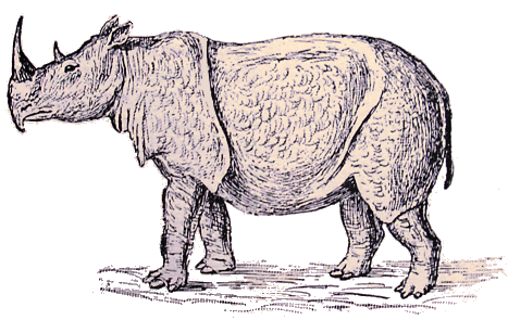 Rhinocéros deSumatra.