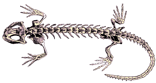 Squelette de salamandre.