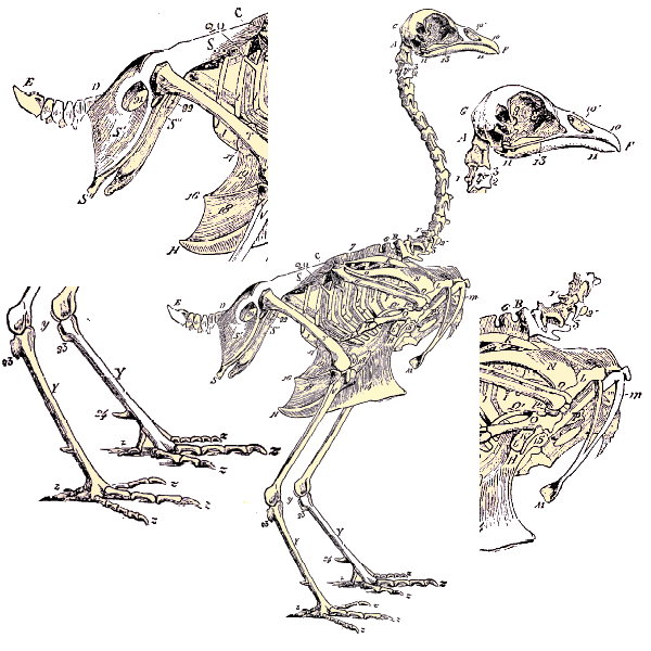 Squelette d'oiseau.