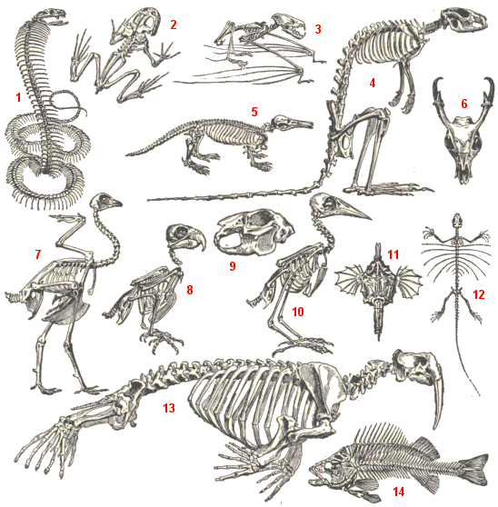 Exemples de squelettes.