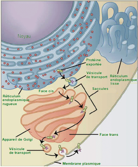 Système endomembranaire.